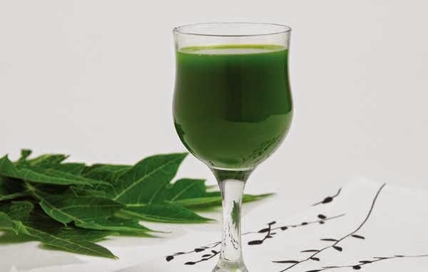 Nước lá đu đủ xanh 1 Nước lá đu đủ xanh 1